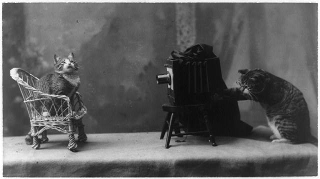 Illustration for article titled The Library Of Congress would like to share a selection of free cat images with you